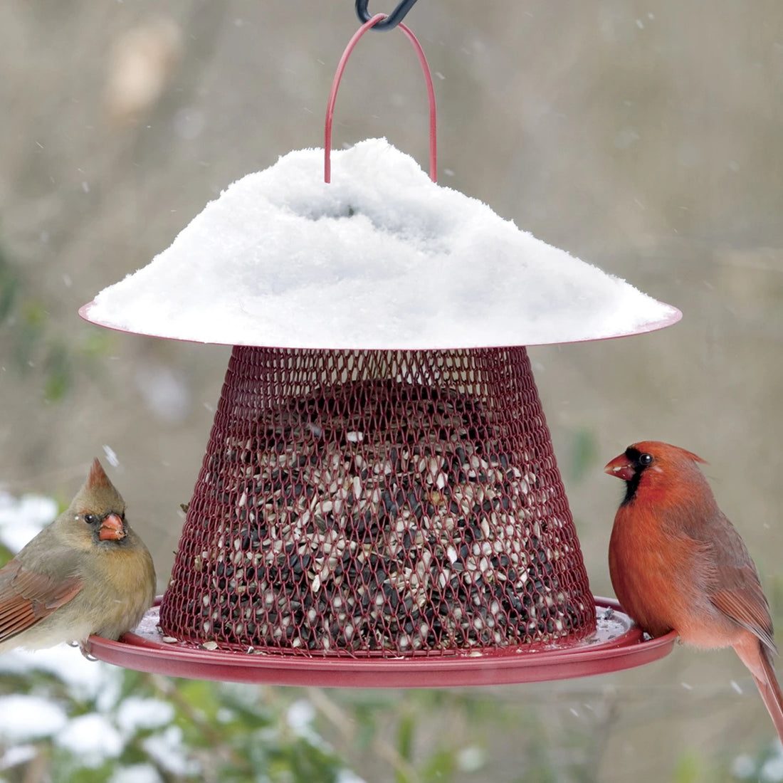 Cardinal Wire Mesh Feeder