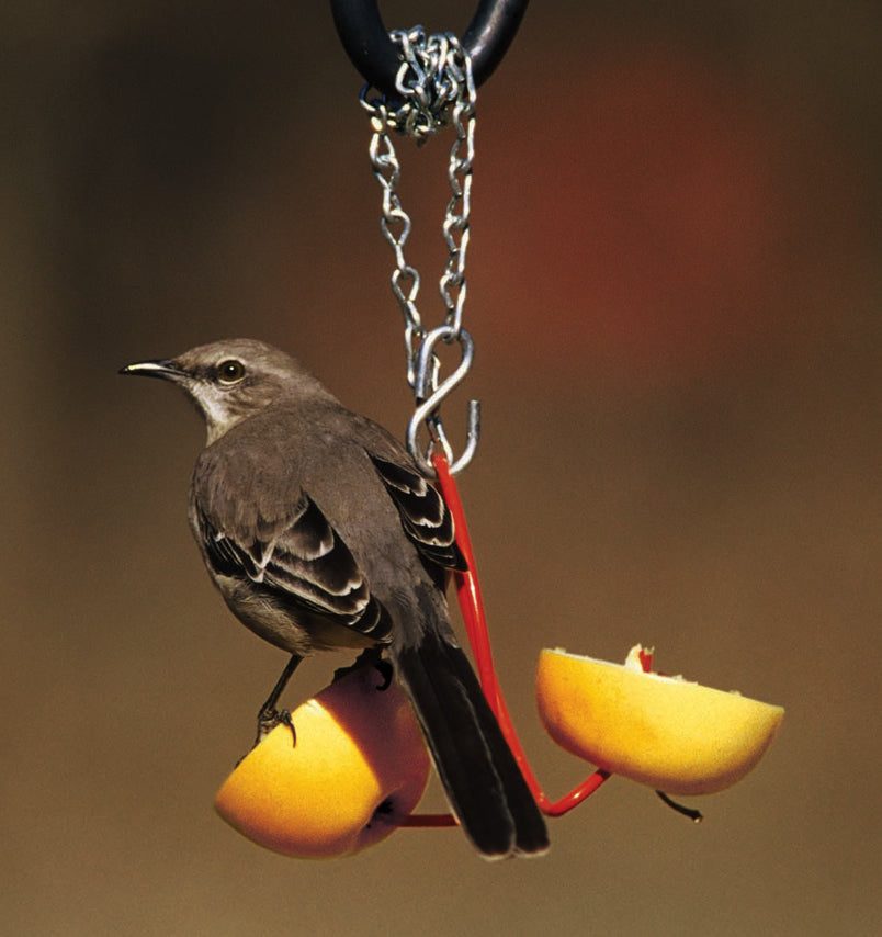 Fruit Feeder
