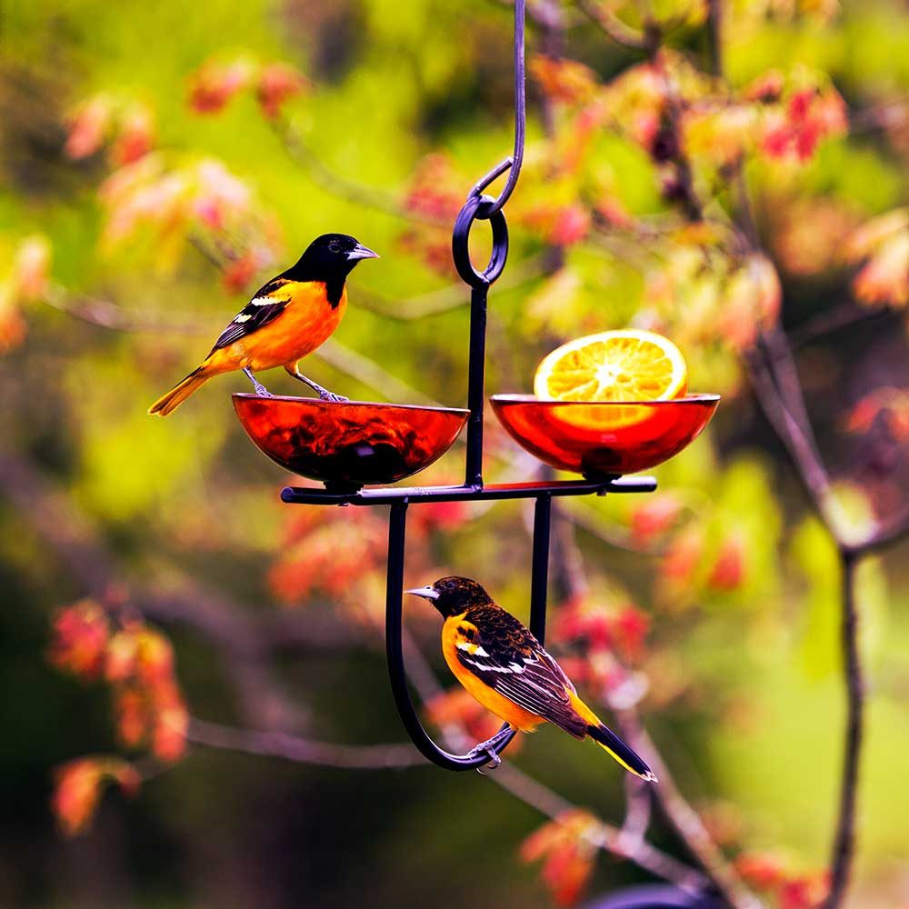 Side by Side Poppy Bird Feeder, Orange with visiting birds