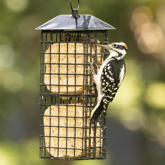 Black Metal Four Cake Suet Cage Bird Feeder with Roof