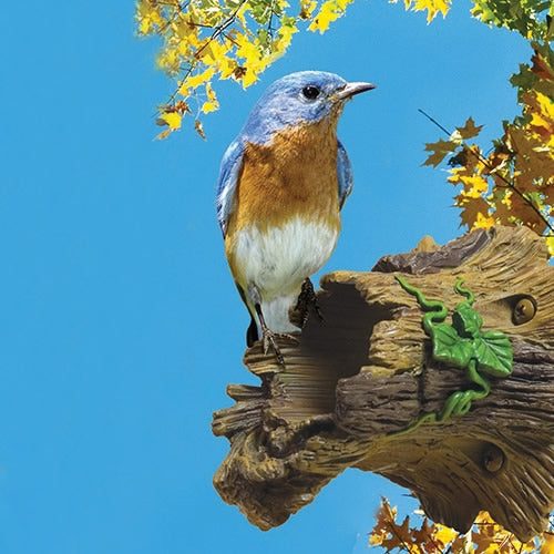 Natural Bird Guardian